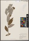 Foto von Salix wallichiana Andersson